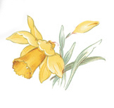 Daffodils